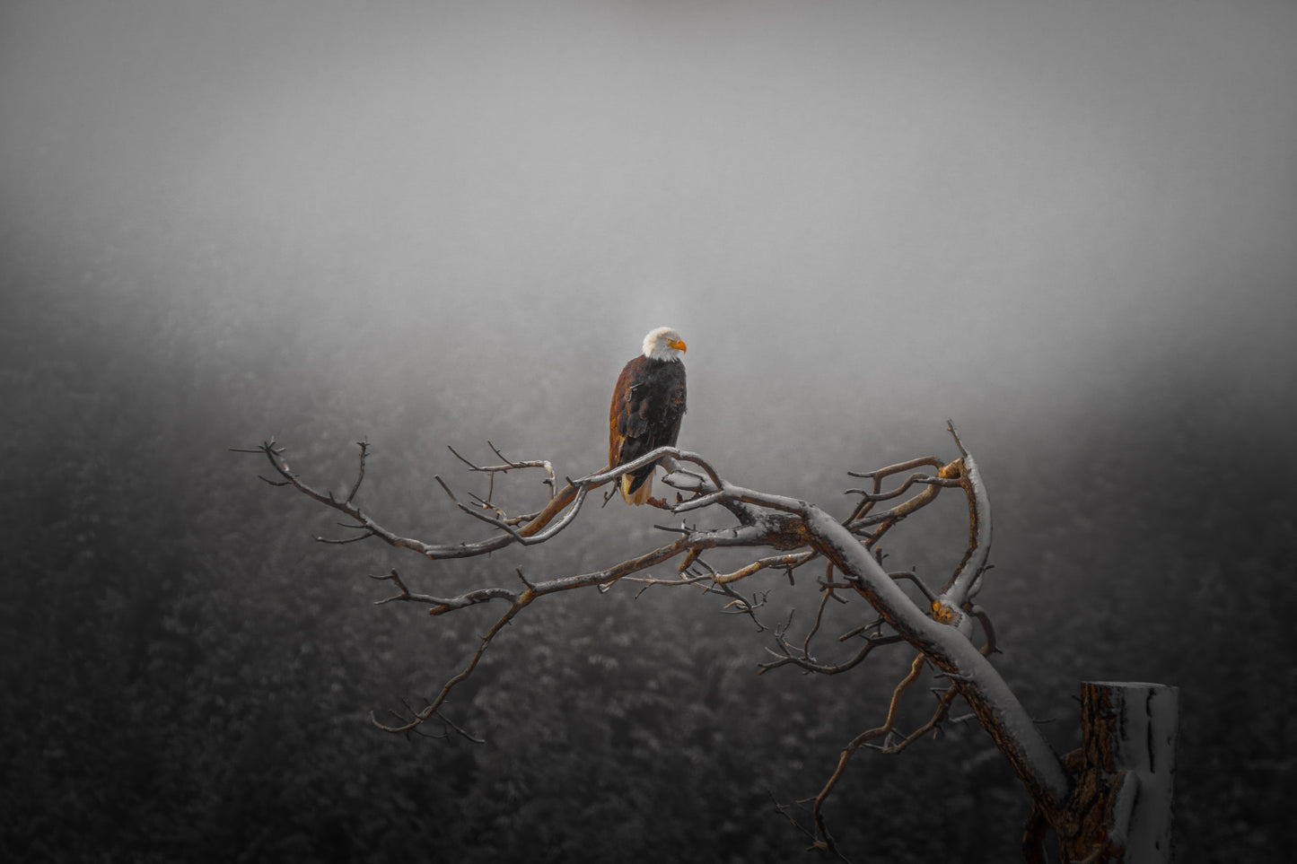 Eagle on Snowy Tree