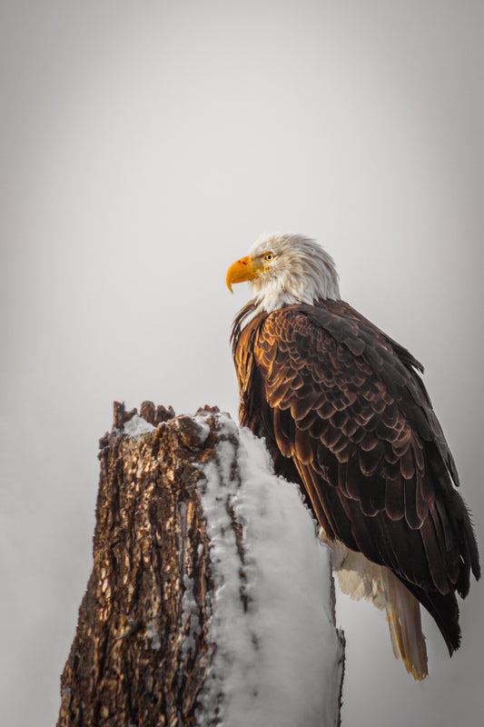 Eagle On Stump