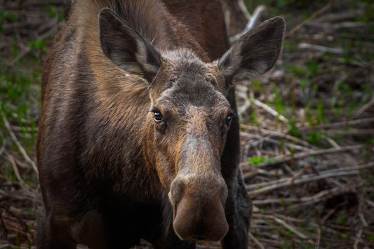 Moose Staring At The Camera