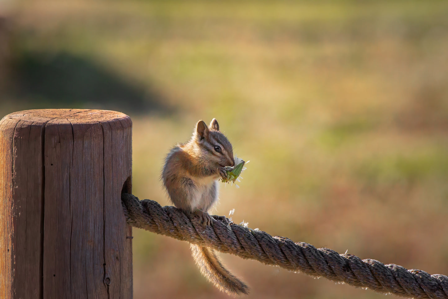 Chipmunk Eating