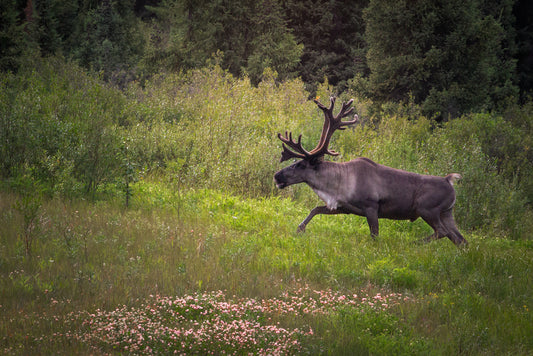 Flower Caribou