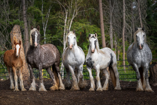 Horses Posing