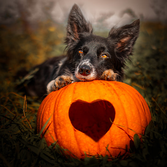 Dog Laying On Pumpkin