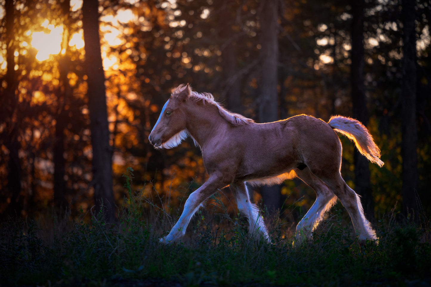 Sunset Horse