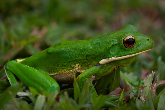 Grass Frog