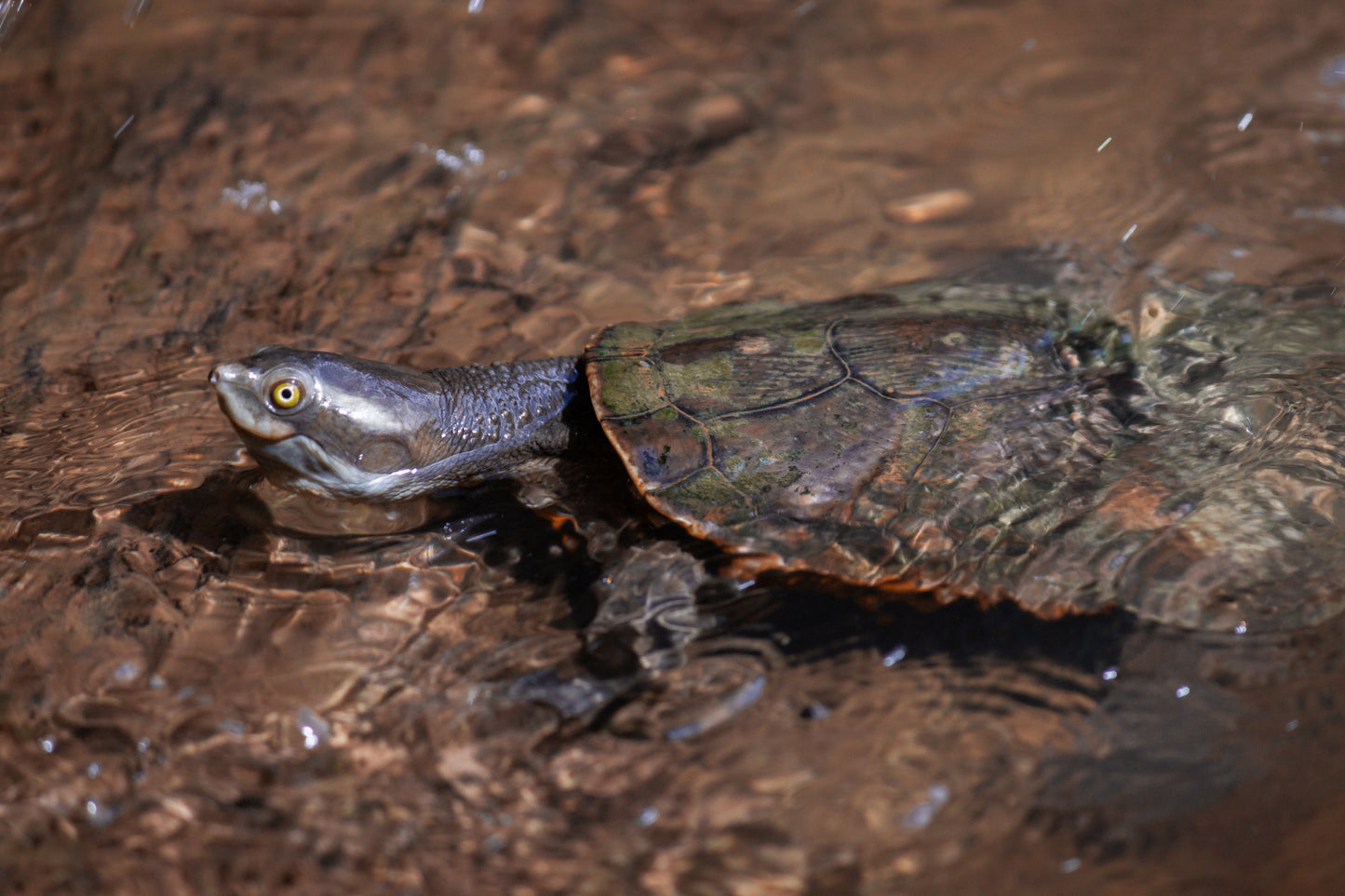 Turtle Sunbathing